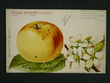 114533 / 0 - Picture Postcards / Theme / Pets, Countryside, Outdoor