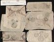 135081 / 0 - Philately / South Asia / Nepal