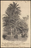 39398 / 0 - Picture Postcards / Topography / Other countries / Africa