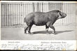 47678 / 0 - Picture Postcards / Theme / Pets, Countryside, Outdoor