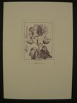 90098 / 4243 - Prints, Art