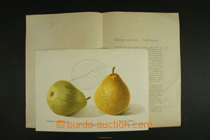 121197 - 1910? POMOLOGIE comp. 8 pcs of paintings with textovými de