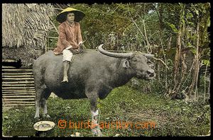 23724 - 1910 FILIPINY  cow with Native, tinted photo, Us, light bump