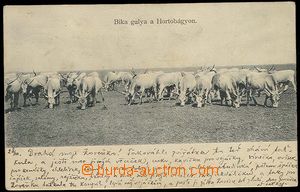 27315 - 1914 stádo býků na pastvě, jednobarevná, DA, zasláno E