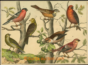 51355 - 1900 vkládaná book insert Birds, color lithography, size 3